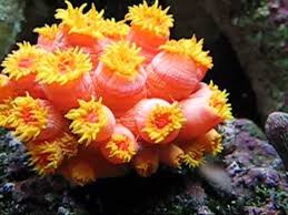 Sun Polyp; Orange / Yellow – Tubastrea sp - Corals