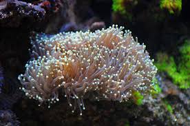 Torch Coral – Euphyllia glabrescens - Corals