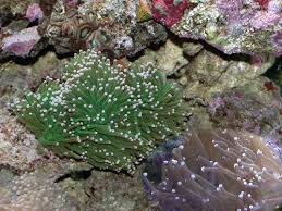 Torch Coral; WA Metallic; Australia – Euphyllia glabrenscens - Corals