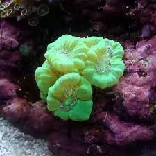 Trumpet Coral; Metallic – Caulastrea sp. - Corals