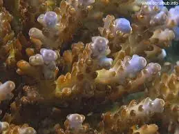 Acropora; 1st Grade; Fiji – Acropora sp. - Corals