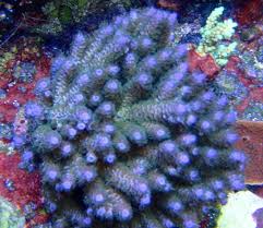 Acropora; Ultra Colored; Australia. – Acropora sp. - Corals