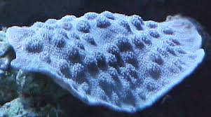 Echinophyllia; Chalice; Color – Echinophyllia sp. - Corals