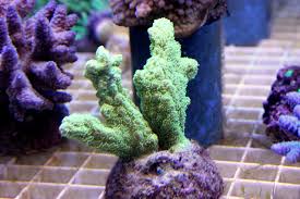 Hydnophora; Super; Frag Plug – Hydnophora sp.. - Corals