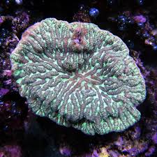 Merulina Coral – Merulina sp. - Corals