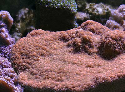 Montipora; Brown – Montipora sp. - Corals
