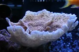 Montipora; Capricornus – Montipora capricornis - Corals