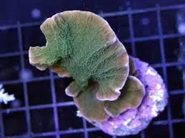Montipora Capricornus; Cultured; Color – Montipora capricornis - Corals