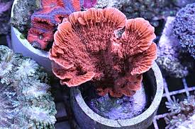 Montipora Capricornus; Cultured; Super – Montipora capricornis - Corals