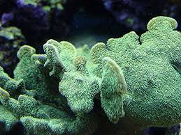 Pavona; Green – Pavona sp. - Corals