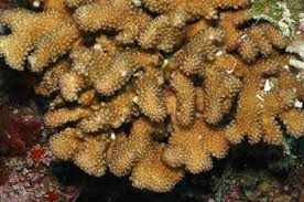 Pocillopora; Brown; Fiji – Pocillopora sp. - Corals
