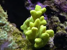 Porites; Colored; Fiji – Porites sp. - Corals