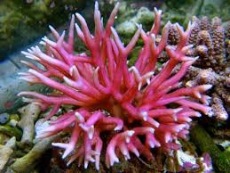 Seriatopora; Pink Super; Fiji – Seriatopora sp. - Corals