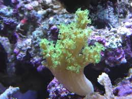 Carnation Coral; Green – Dendronephthya sp. w/ Scleractinia - Corals