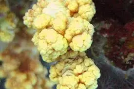 Cauliflower Coral; Colored – Scleronepthya sp. w/ Scleractinia - Corals