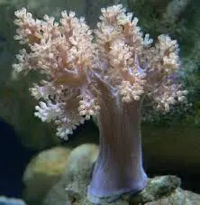 Lemnalia Soft Coral – Lemnalia sp. w/ Scleractinia - Corals