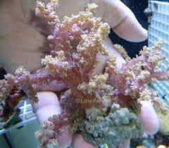 Lemnalia Soft Coral; Purple – Lemnalia sp. w/ Scleractinia - Corals