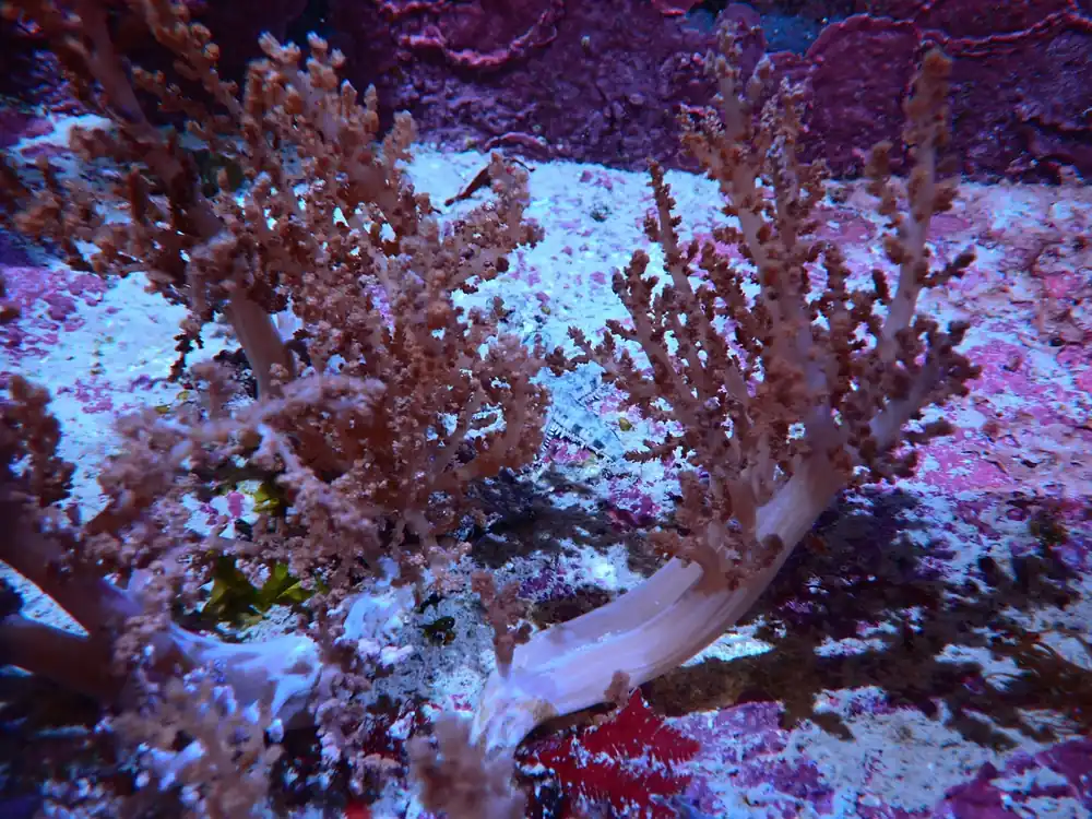 Water Coral – Nephthea sp. w/ Scleractinia - Corals