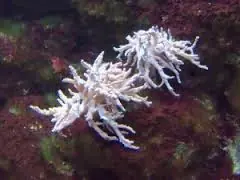 Young Soft Coral; Fiji – Cladiella sp. w/ Scleractinia - Corals