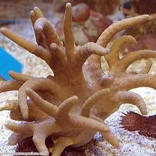 Devils Hand Leather – Lobophytum sp. w/ Scleractinia - Corals