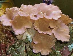 Flower Leather – Sinularia dura w/ Scleractinia - Corals