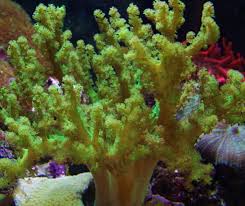Rasta Leather; Green; Fiji – Sinularia sp. w/scleractinia - Corals