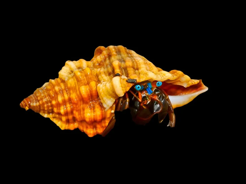 Blue Eye Hermit Crab; Marshall Islands - Invertebrates