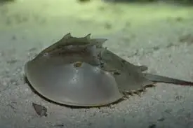 Horse Shoe Crab; Pac. – Limulus polyphemus - Invertebrates
