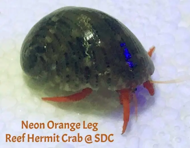 Neon Orange Reef Hermit Crab – Paguristes sp. - Invertebrates