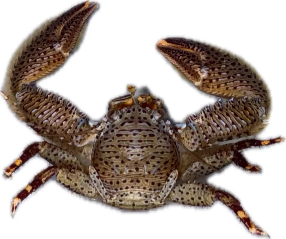 Porcelain Crab; Atl – Neopetrolisthes sp. - Invertebrates
