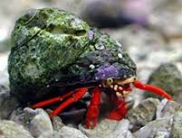 Scarlett Hermit Crab; Pac. – Dardanus sp. - Invertebrates