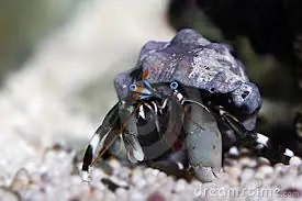 Zebra Reef Hermit Crab; Haw. – Polydectus sp. - Invertebrates