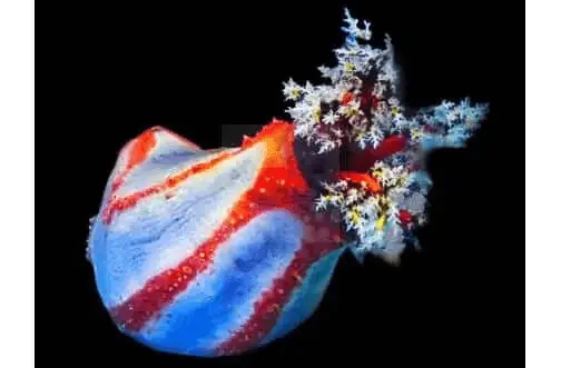 Sea Apple; Australia – Pseudocolchirus violaceus - Invertebrates