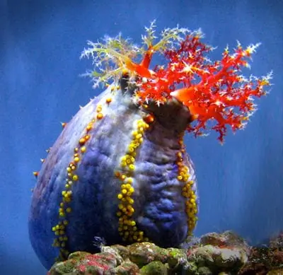 Sea Apple – Pseudocolchirus violaceus - Invertebrates
