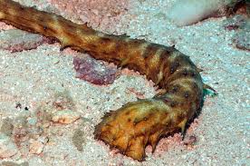 Tiger Tail Cucumber; Fiji – Stichopus sp. - Invertebrates