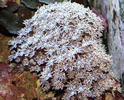 Organ Pipe – Tubipora musica - Corals