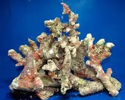 Fiji Live Rock; Branch 330+ Box (47lb/box)- Scleractinia sp.