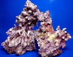 Fiji Live Rock; Tukani 330+lbs (47lb/box)- Scleractinia sp.