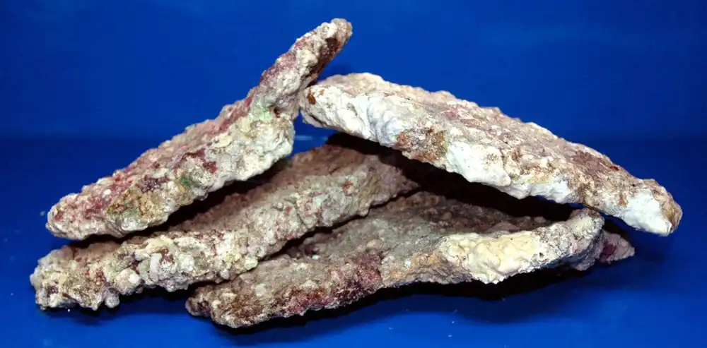 Fiji Live Rock; Slab 330+ lbs (47lb/box)- Scleractinia sp.