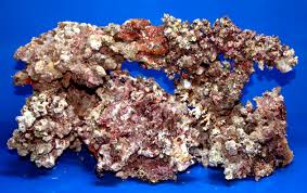 Fiji Live Rock; Totoka 330+lbs (47lb/box) – Scleractinia sp. - Corals