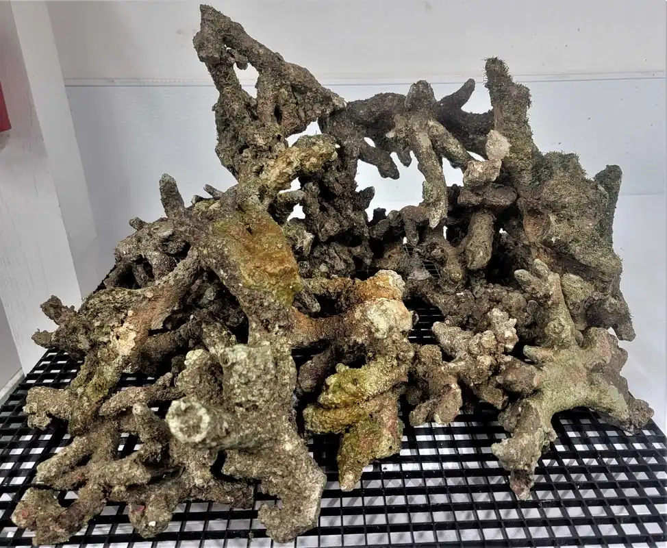 Indonesian Live Rock: Branch NET WEIGHT lb. – Scleractinia sp. - Corals