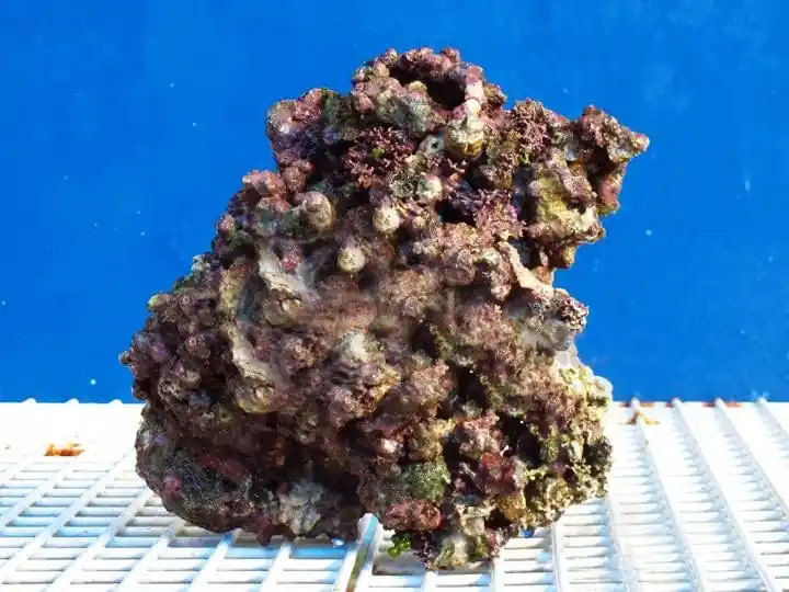 Indonesian Live Rock 8+ boxes (approx 44 lbs/box) +8 BOX – Scleractinia sp. - Corals