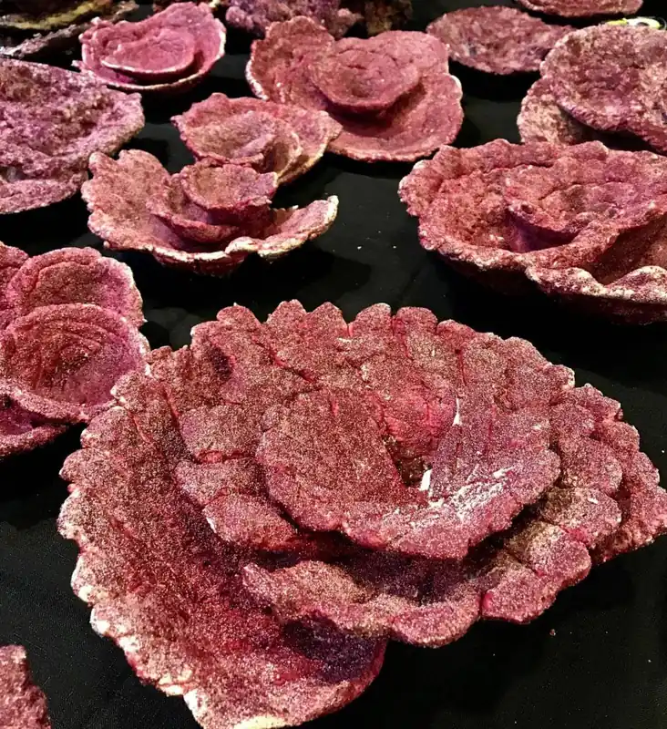 Real Reef Rock; Plate Coral (10 pieces per box) + Price Includes Box Charge - Corals