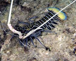 Blue Spiny Lobster – Panulirus versicolor - Invertebrates