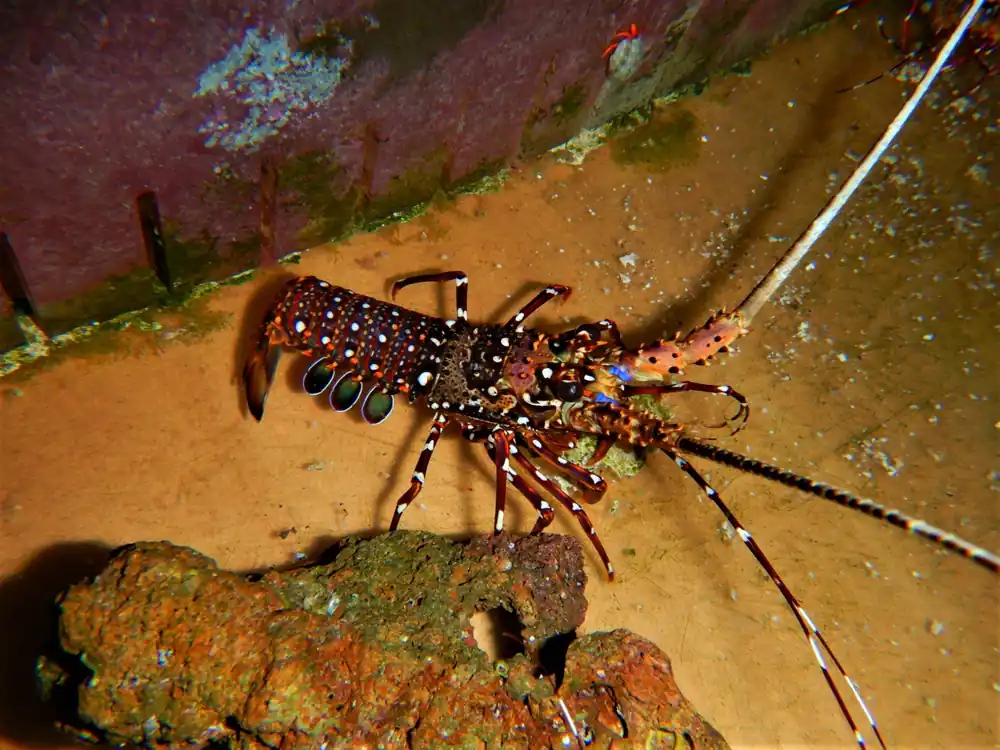 Orange Spiny Lobster; Enoplometopus sp. - Invertebrates