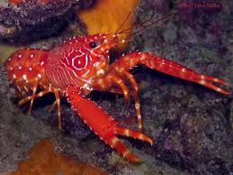 Red Lobster – Enoplometopus occidentalis - Invertebrates