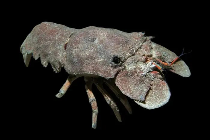 Slipper Lobster; ATL – Scyllarides nodifer - Invertebrates