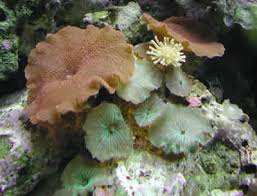 Assorted Mushroom – Various Mushroom sp. w/Scleractinia sp. - Corals