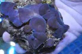 Blue / Purple Mushroom – Discosoma sp. w/Scleractinia sp. - Corals