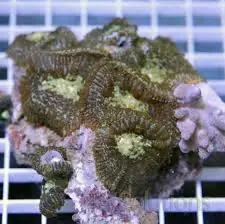 Bullseye Mushroom; Color – Rhodactis sp. w/ Scleractinia - Corals